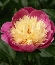 Piwonia chińska (Paeonia lactiflora) 